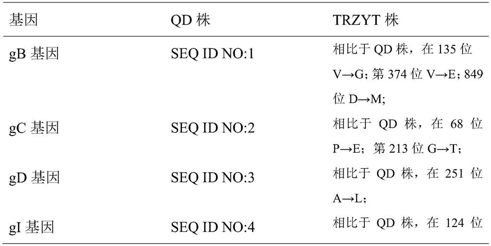 Attenuated strain freeze-dried vaccine of porcine pseudorabies virus