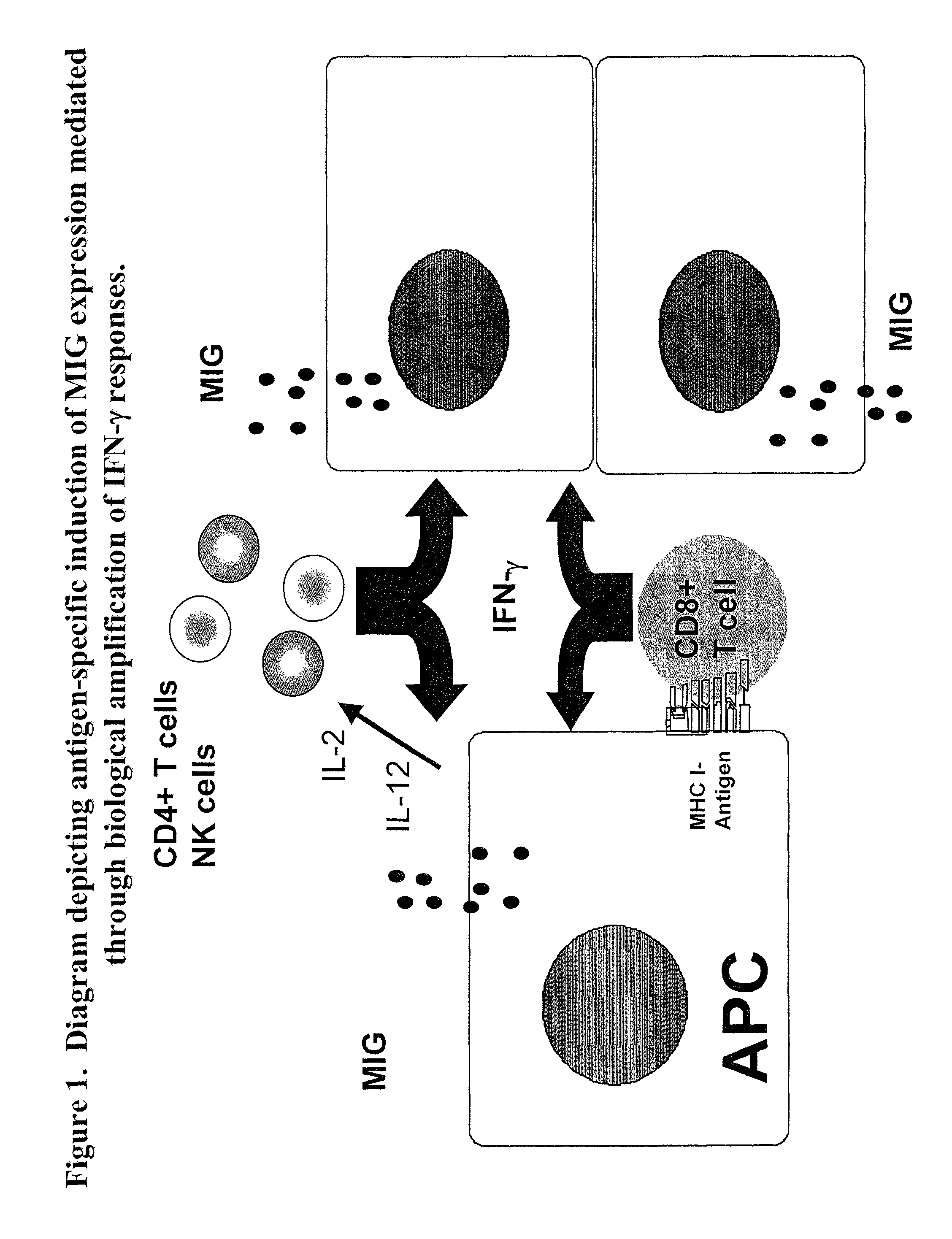 Assay for detecting immune responses involving antigen specific cytokine and/or antigen specific cytokine secreting T-cells