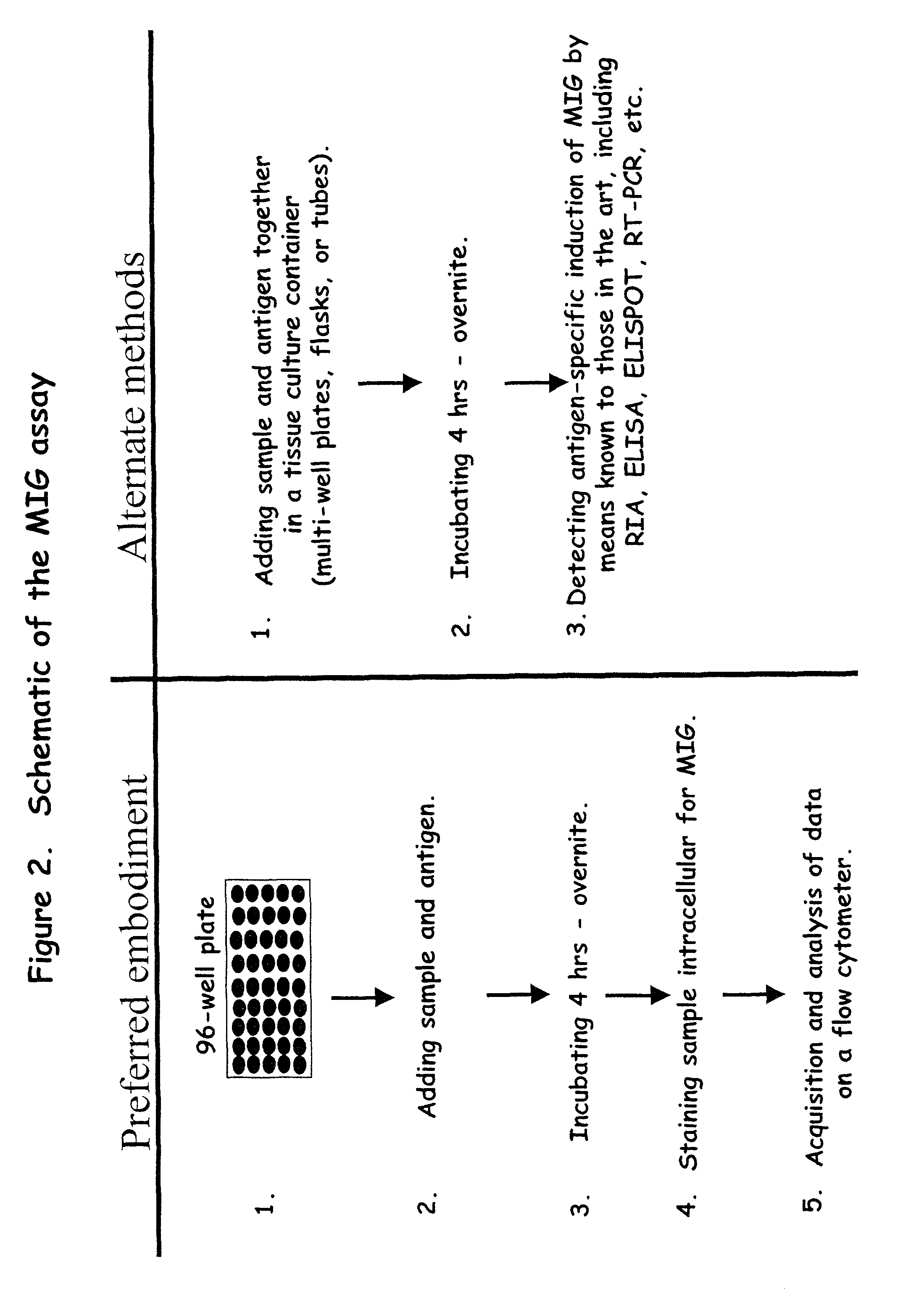 Assay for detecting immune responses involving antigen specific cytokine and/or antigen specific cytokine secreting T-cells