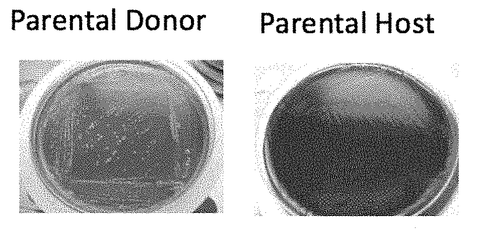 Method for producing chimeric microbial hybrids