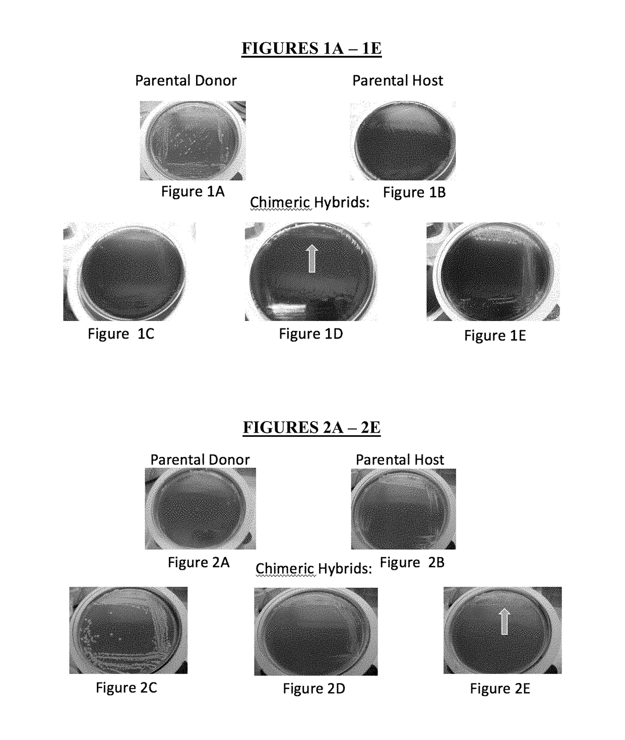 Method for producing chimeric microbial hybrids