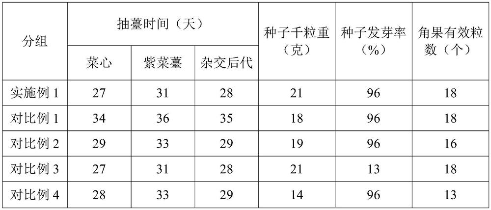 Breeding method for rapidly transforming purple flowering Chinese cabbage gene to flowering Chinese cabbage