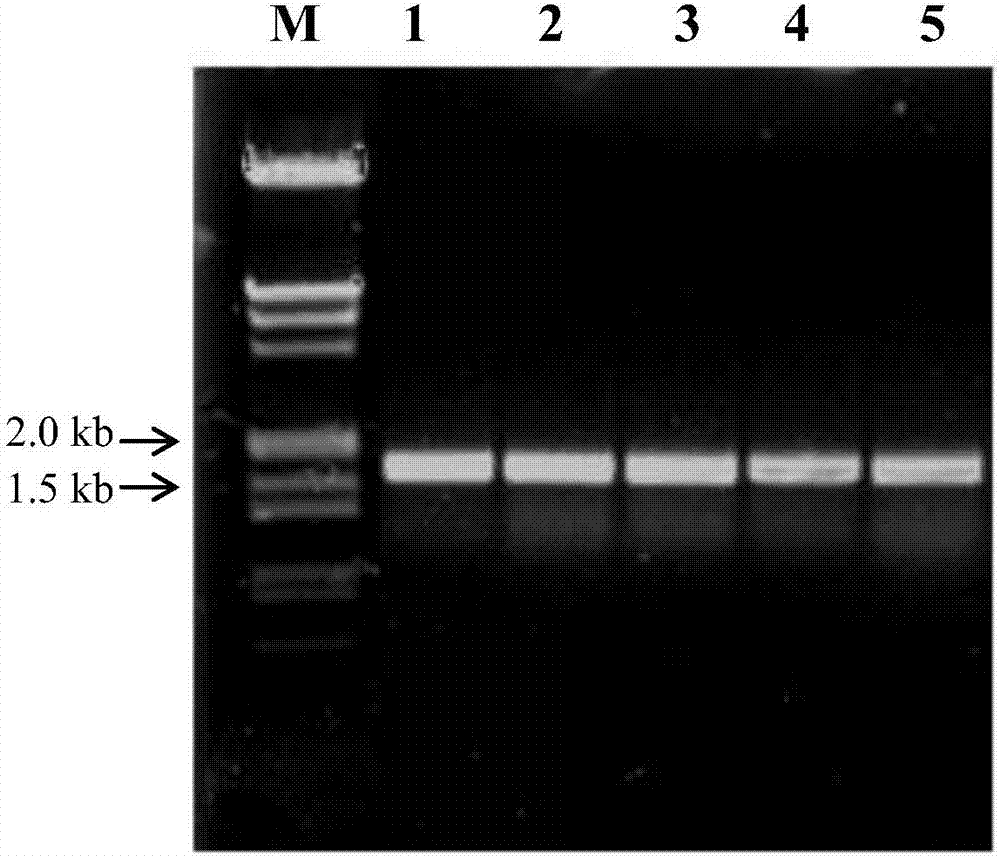 Promoter HLP4 induced by low temperature, high salinity, drought or ABA