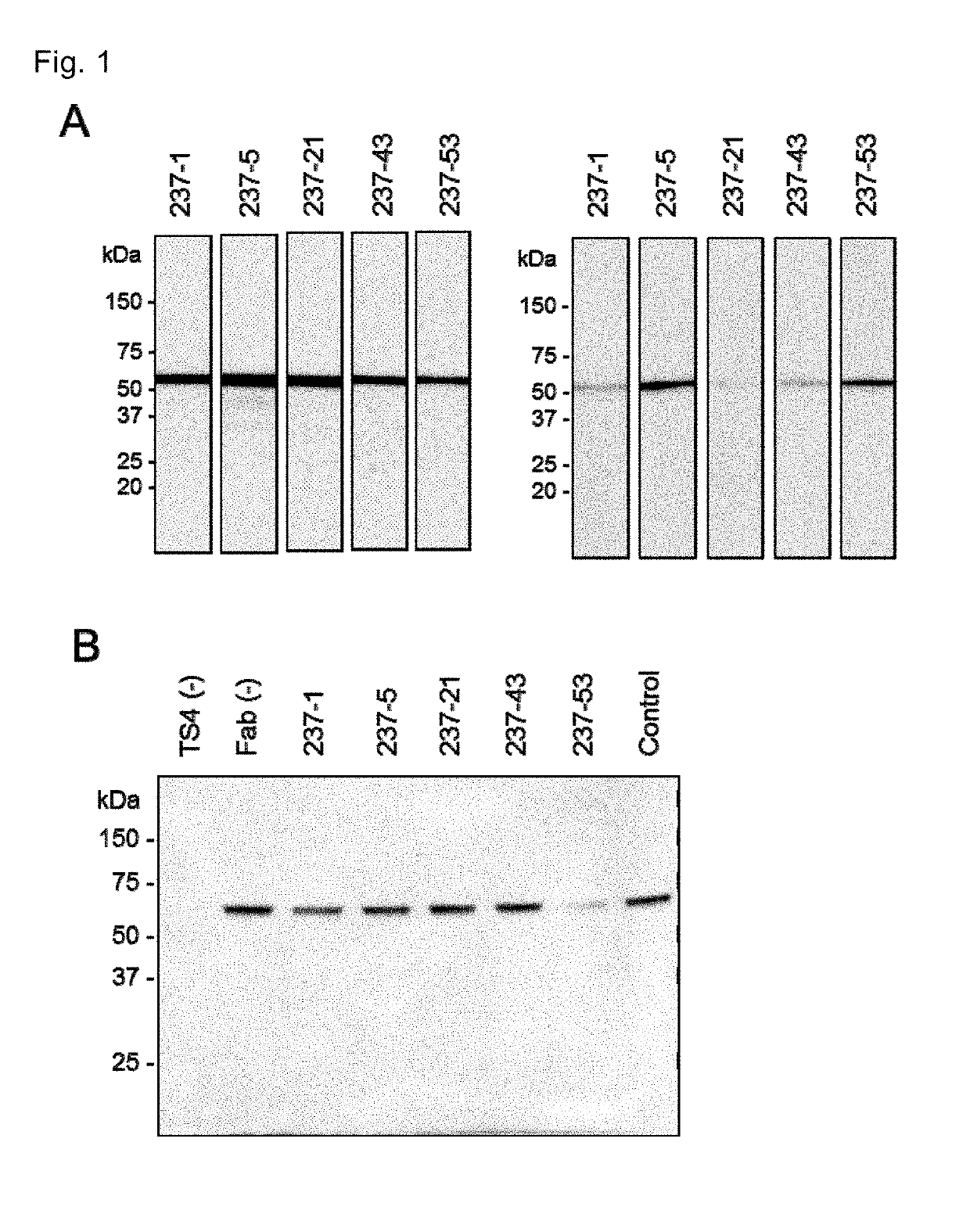 Human antibody against aggrecanase-type adamts species for therapeutics of aggrecanase-related diseases