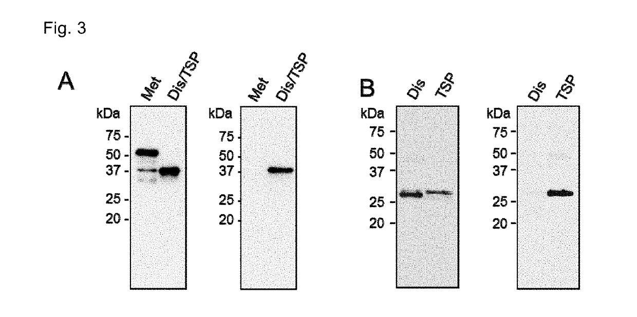 Human antibody against aggrecanase-type adamts species for therapeutics of aggrecanase-related diseases
