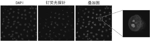 Ruthenium fluorescent probe, and preparation method, application and application product thereof