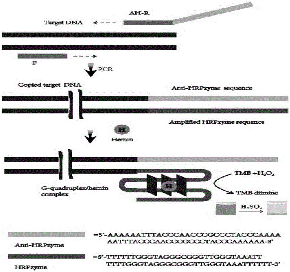 Fast detection method of PCR amplification products of food pathogenic bacteria