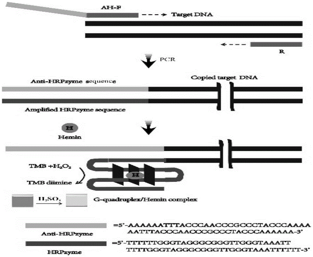 Fast detection method of PCR amplification products of food pathogenic bacteria