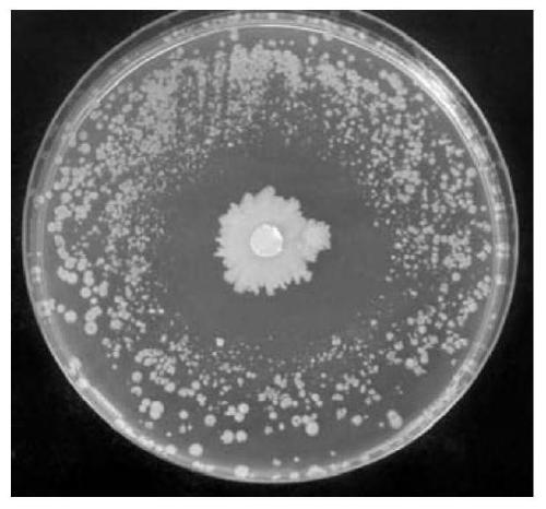 Bacillus siamese b-3 and its application