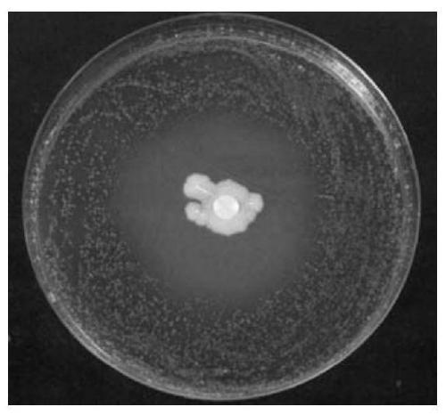 Bacillus siamese b-3 and its application