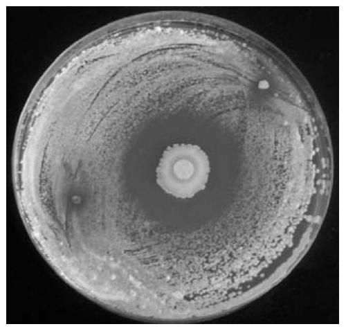 Bacillus siamese b-3 and its application