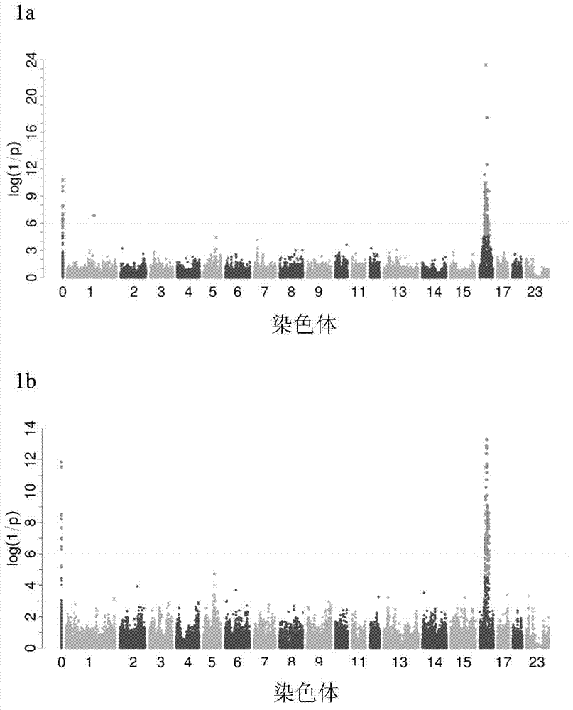 A key marker site affecting the content of c20:0 saturated fatty acid in pig muscle and its application