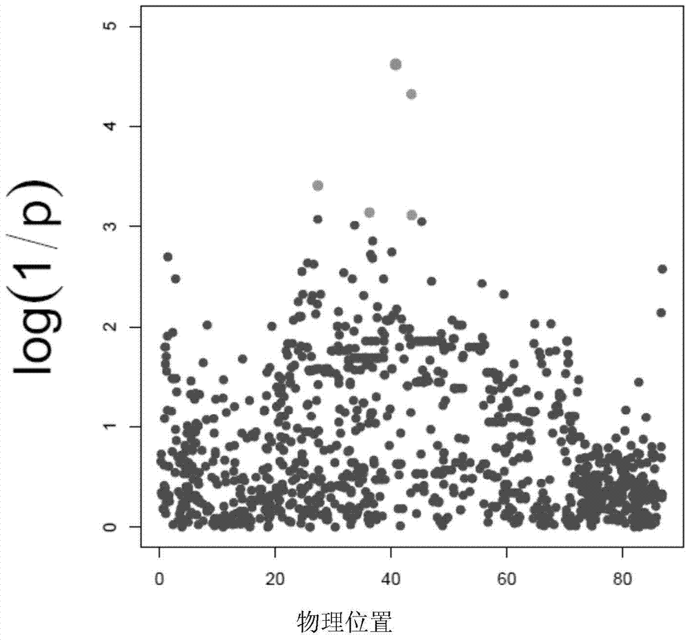 A key marker site affecting the content of c20:0 saturated fatty acid in pig muscle and its application