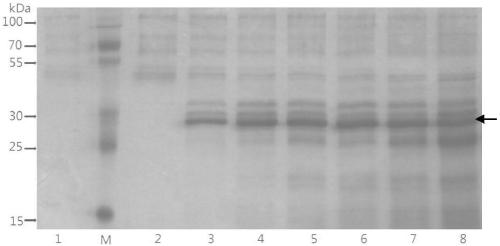 Preparation of recombinant dust mite type I allergen Der p1 and Der f1 protein and application