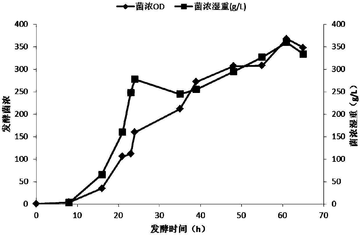 Preparation of recombinant dust mite type I allergen Der p1 and Der f1 protein and application