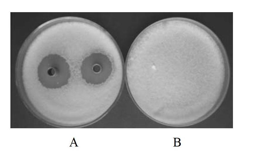 Siderophilic endophyte with antagonism on banana fusarium wilt germs and application of siderophilic endophyte