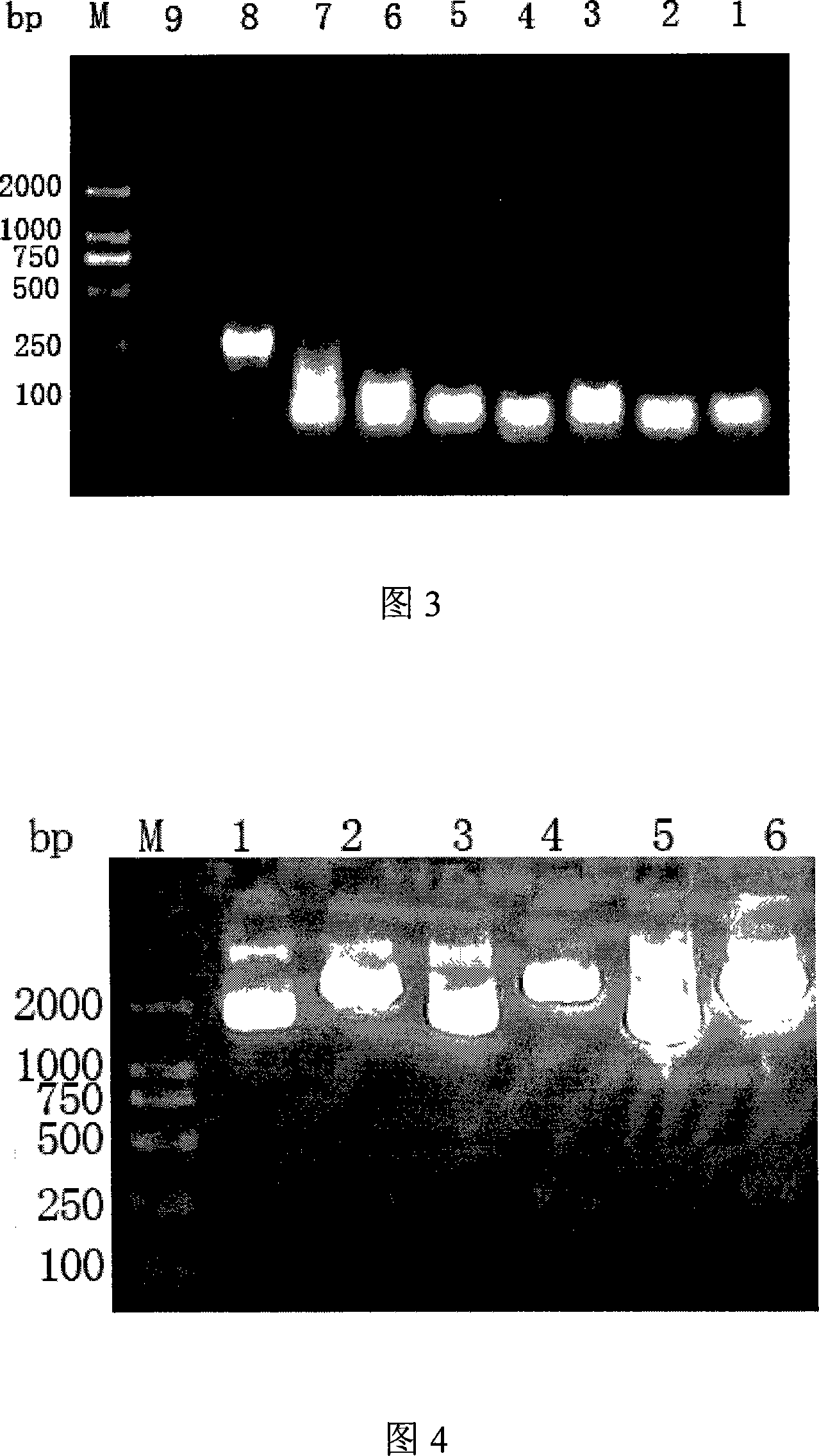 Recombinant protein used as NT-proBNP immunodiagnosis reagent standard as well as preparation method and use thereof