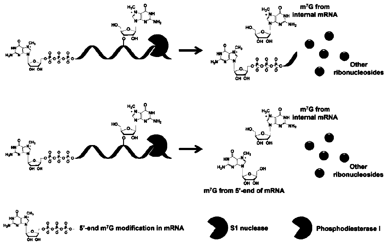 A Differential Nuclease Digestion Method and Its Application in Detection of Internal Modifications of mRNA by LC-MS Method