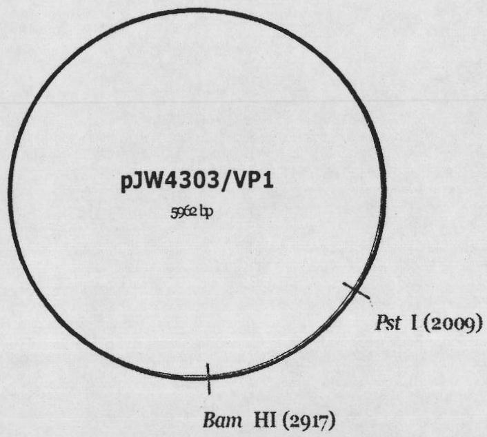 Codon-optimized EV71 VP1 gene and nucleic acid vaccine