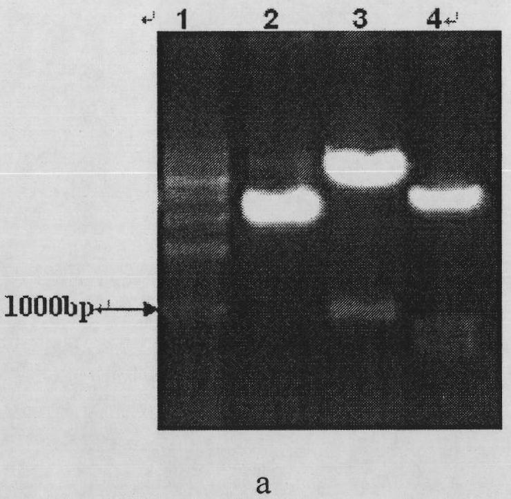 Codon-optimized EV71 VP1 gene and nucleic acid vaccine