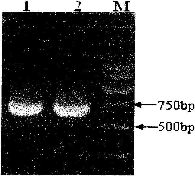 Gossypium barbadense DREB transcription factor gene and application thereof