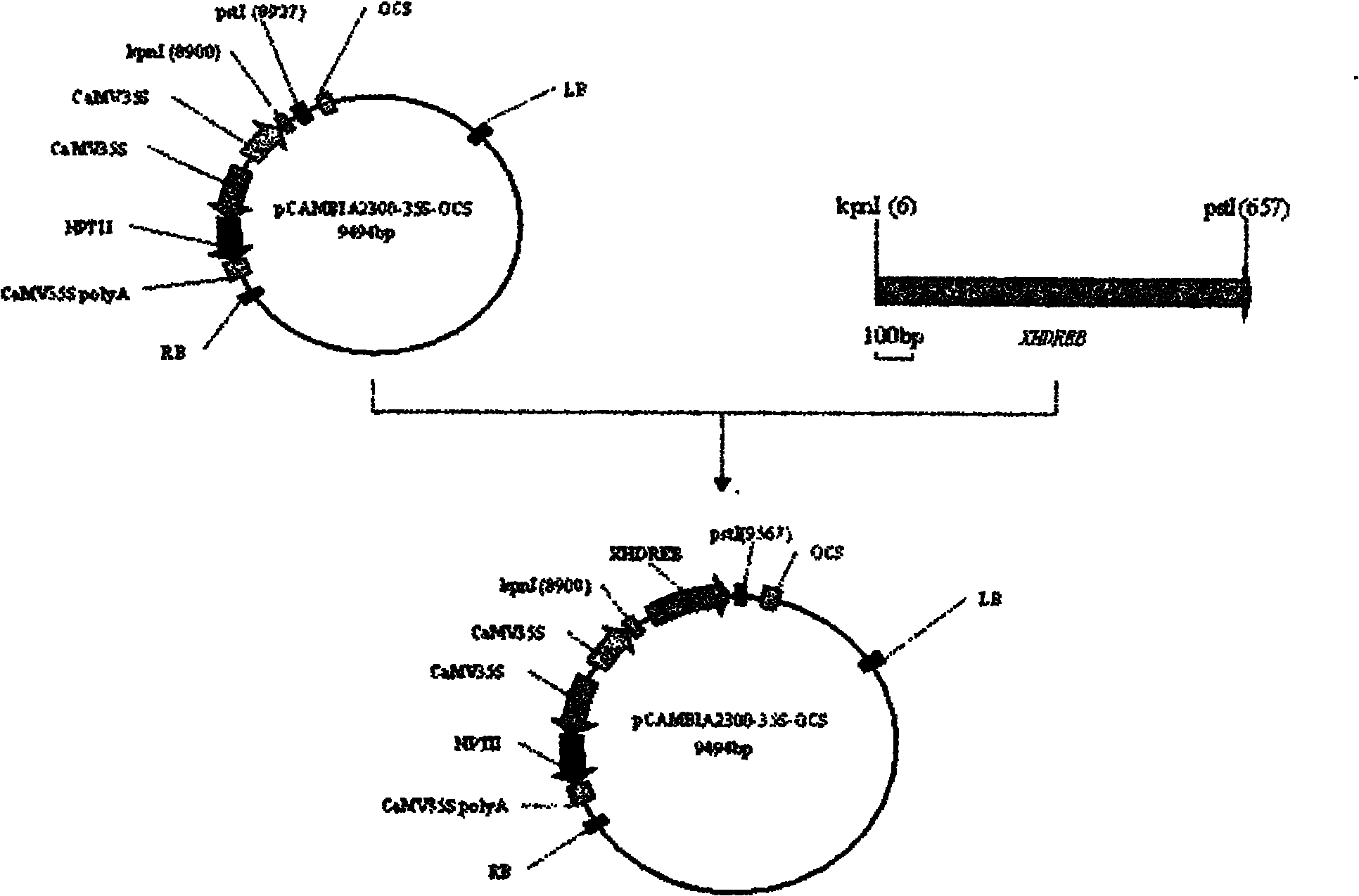 Gossypium barbadense DREB transcription factor gene and application thereof