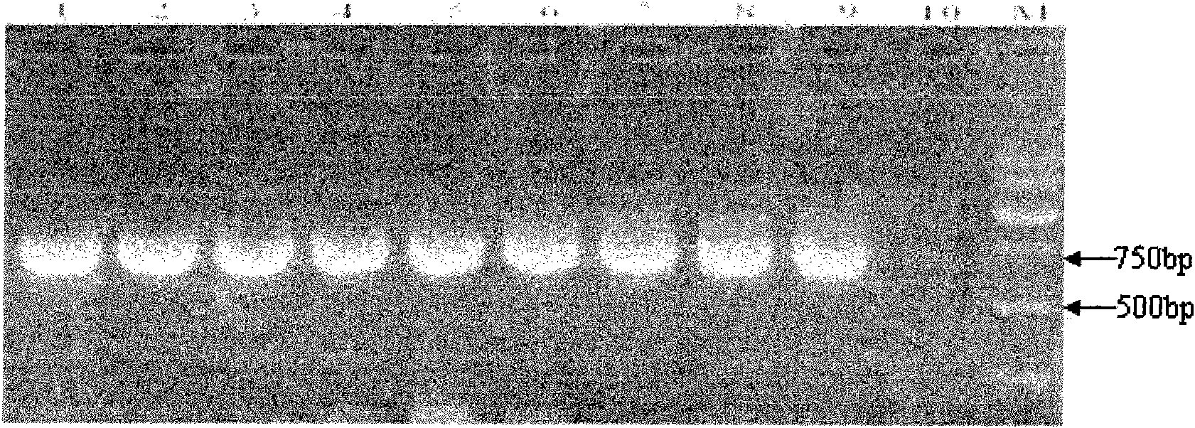 Gossypium barbadense DREB transcription factor gene and application thereof