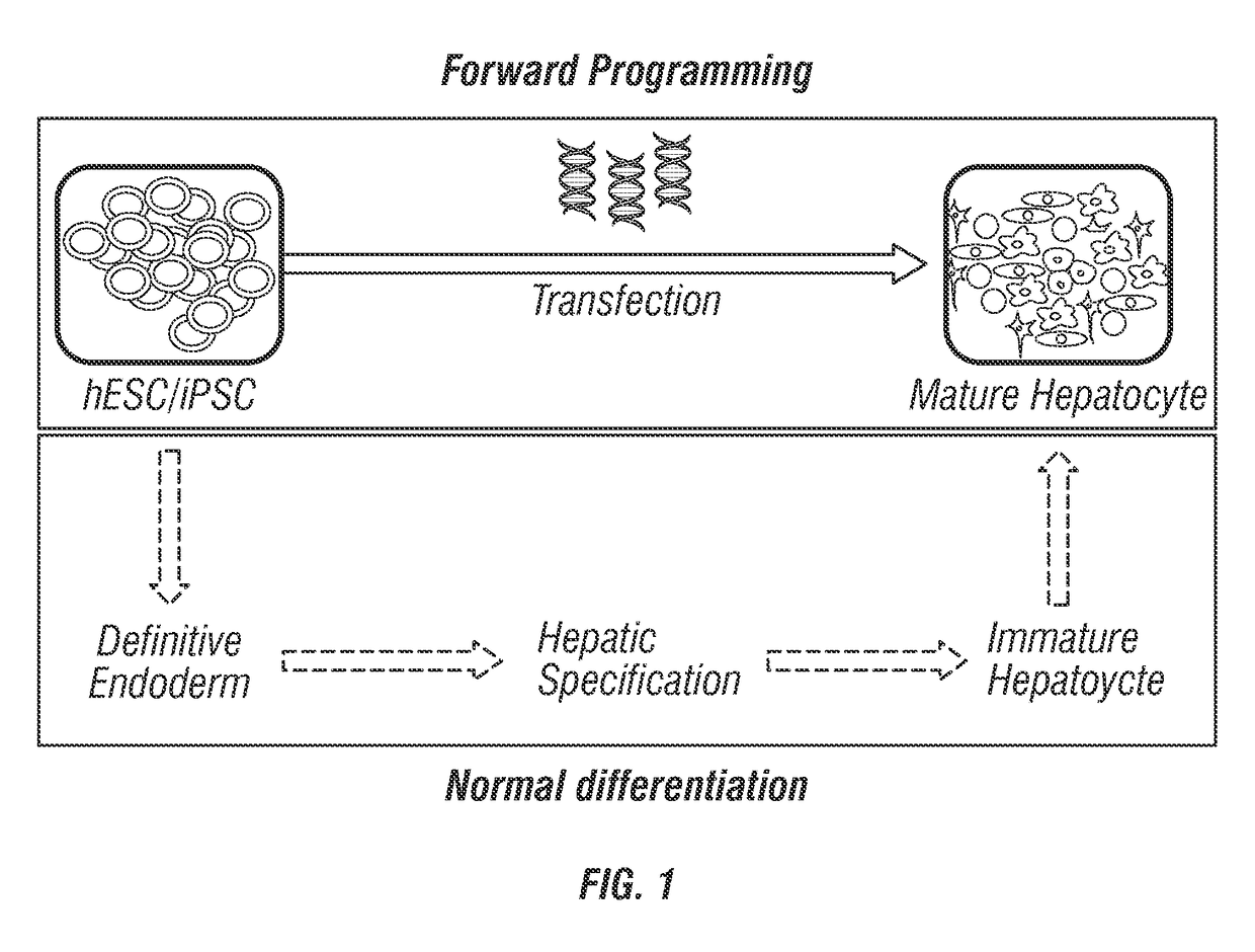 Hepatocyte production via forward programming by combined genetic and chemical engineering