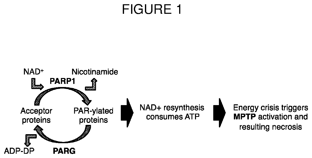 Compositions comprising alpha-polyglutamic acid-zinc for treating cancer