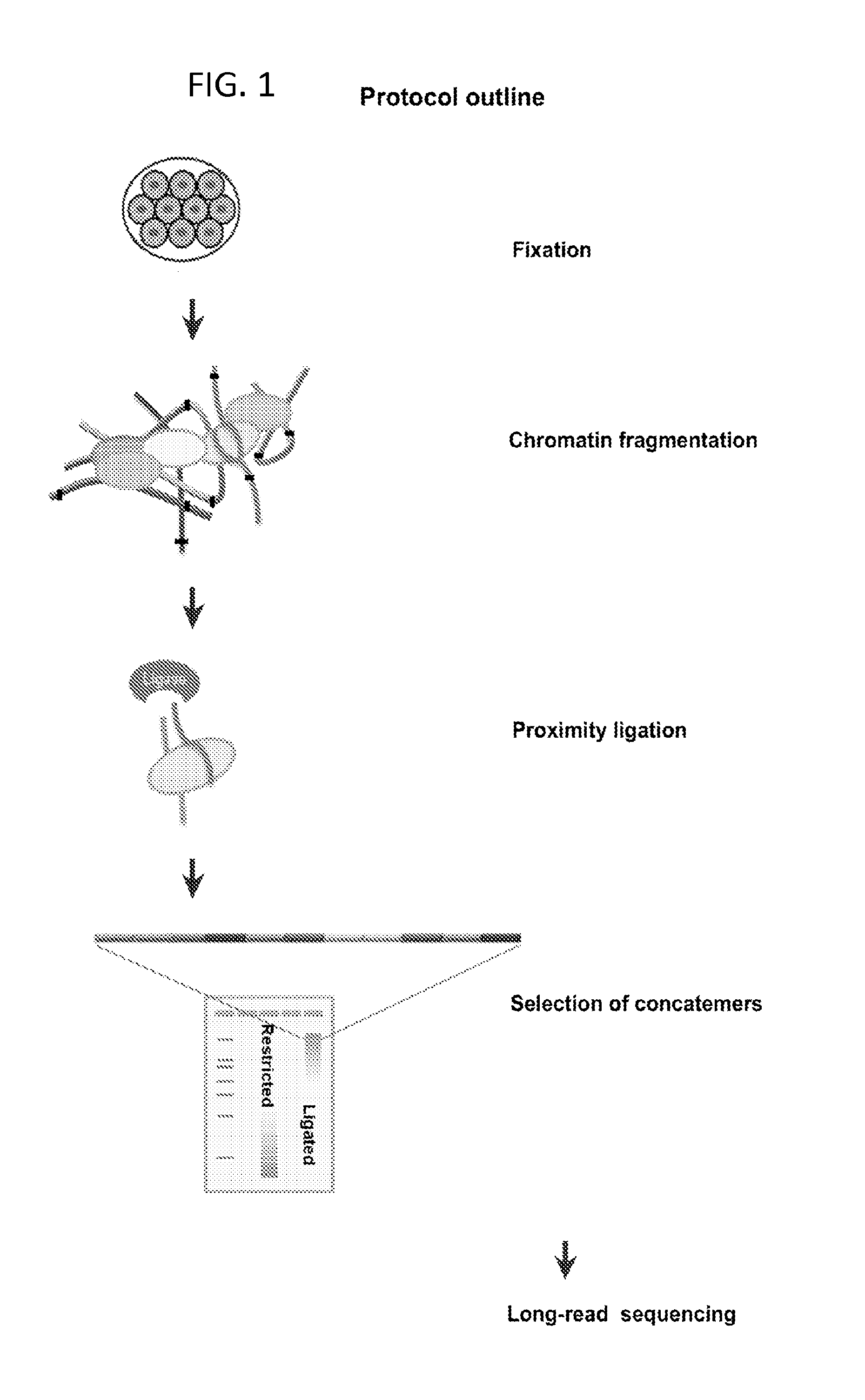 Methods of Determining Multiple Interactions Between Nucleic Acids in a Cell