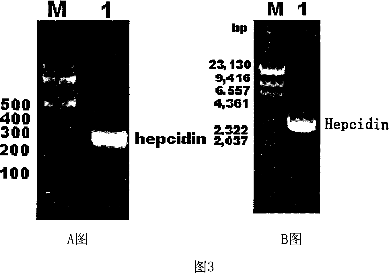 Expression carrier for black porgy antibiotic peptide Hepcidin and expression product and constructing preparation method
