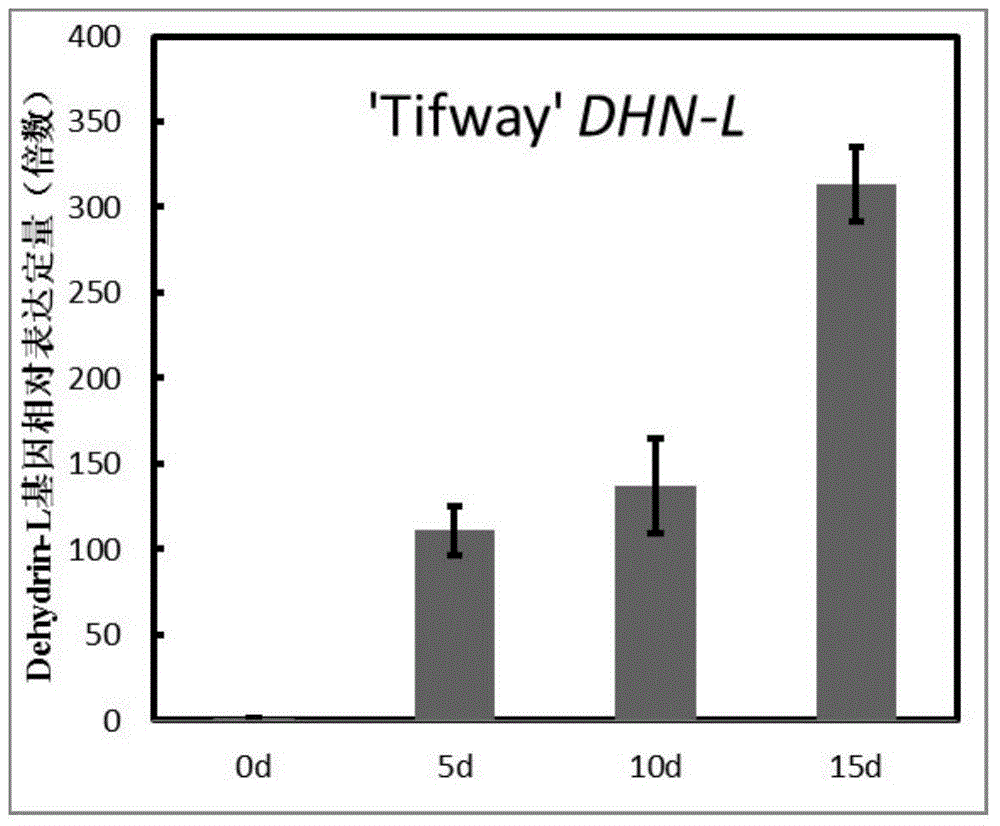 Bermuda grass 'Tifway' dehydrin-L, encoding gene and probe thereof