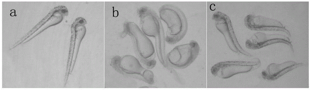 Method for inducing misgurnus anguillicaudatus gynogenesis tetraploid fries by using heterogenenos sperms