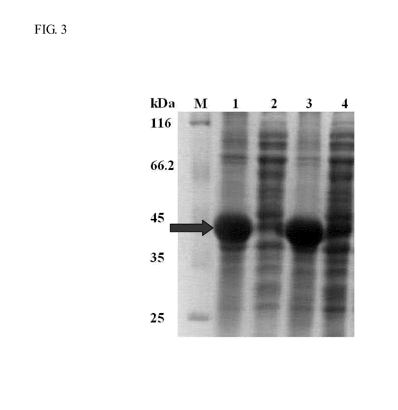 Starch Binding Domain and Use Thereof