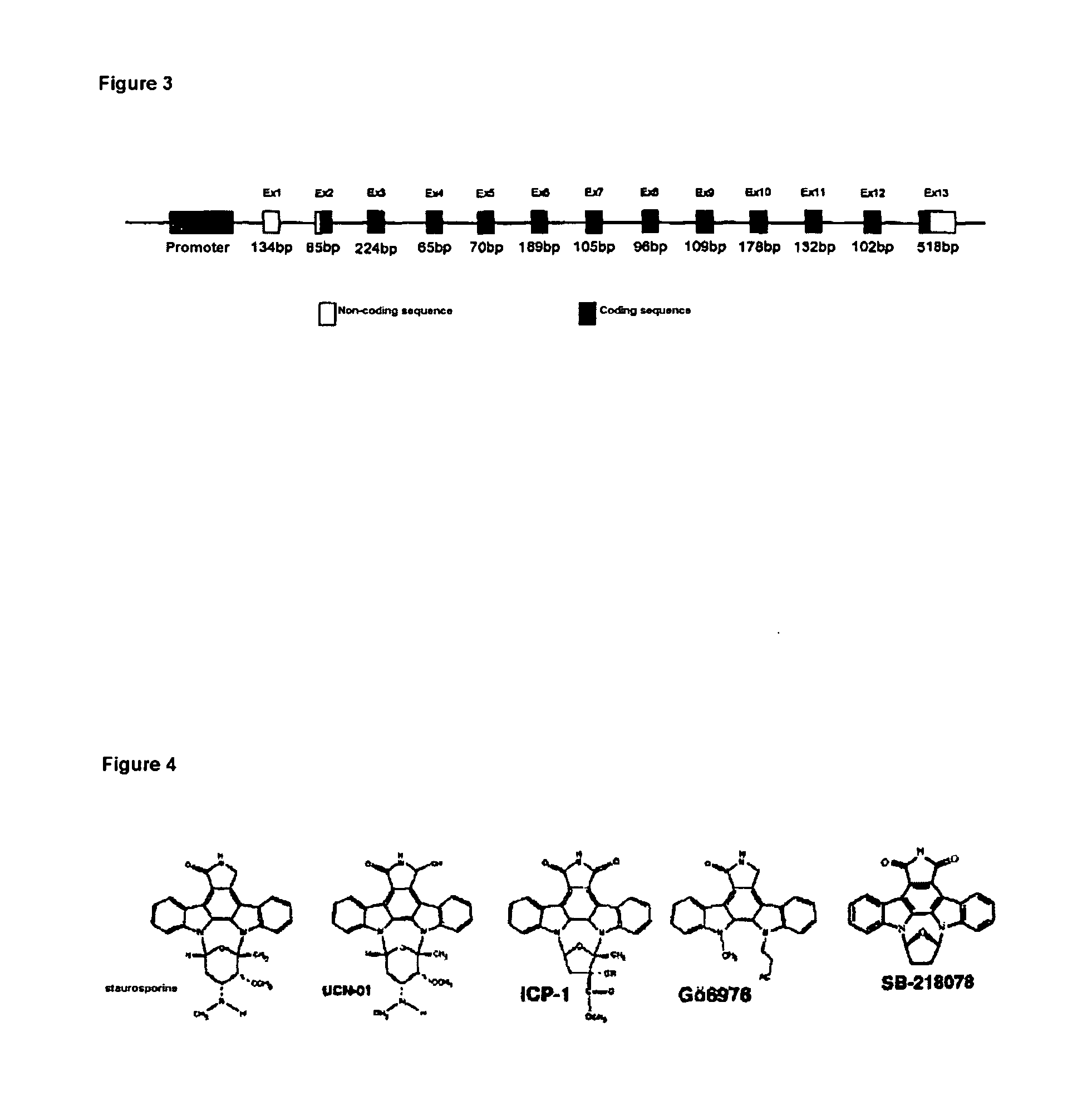 Use of genetic modifications in human gene chk1 which codes for checkpoint kinase 1