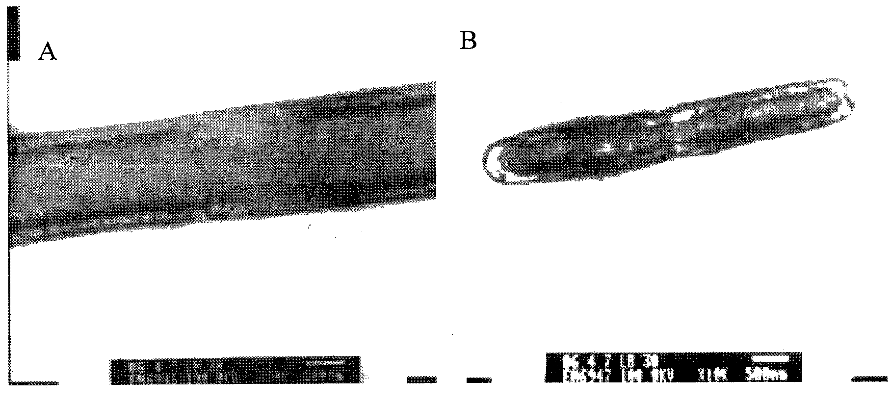 Preparation method, product and application of lactobacillus whole peptidoglycan with effect for resisting beta-lactoglobulin hypersusceptibility