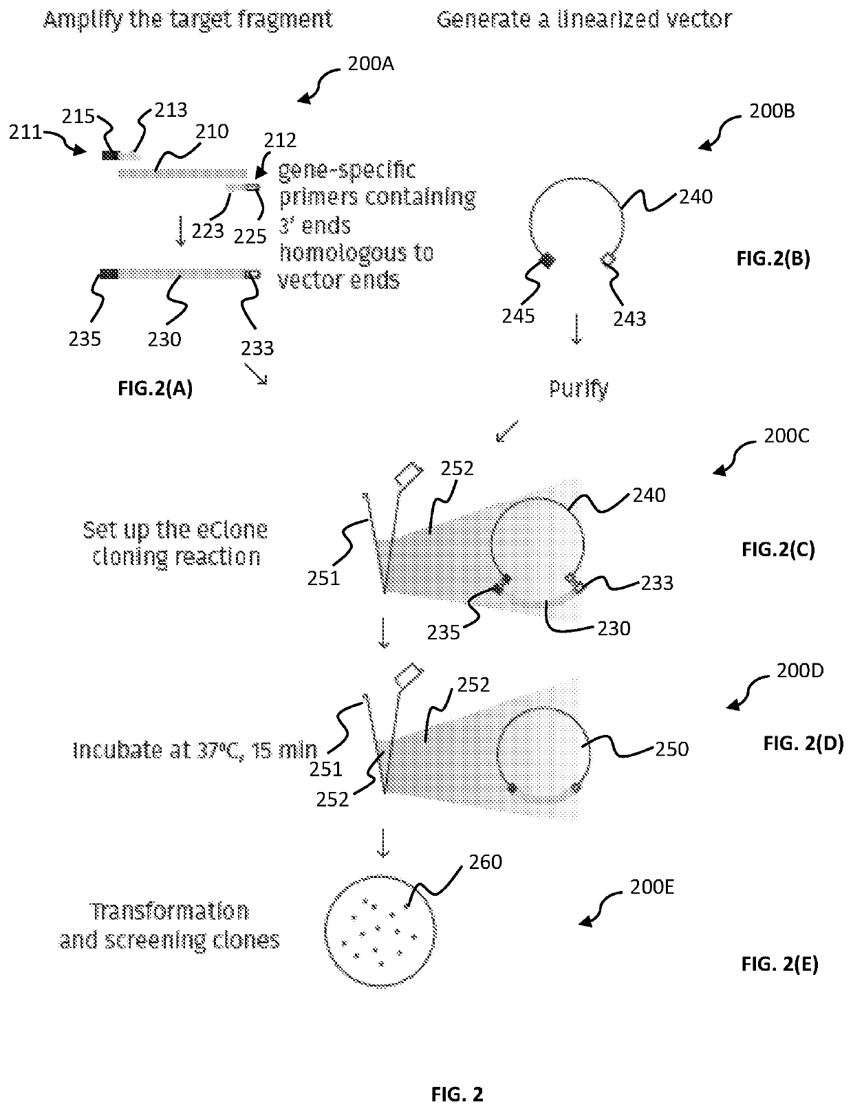 Mixture of cell extract and method for site-directed cloning