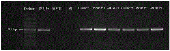 Application of AtPrx64 gene in improving aluminum tolerance of plants