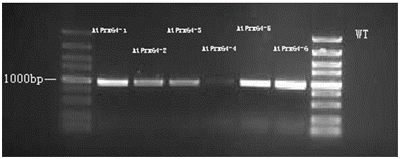 Application of AtPrx64 gene in improving aluminum tolerance of plants