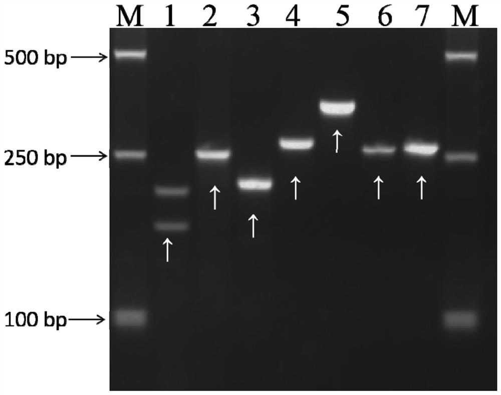 InDel label fingerprint spectrum of Lentinula edodes (Berk.) Pegler Guangxiang bacterial strain, and construction method of InDel label fingerprint spectrum