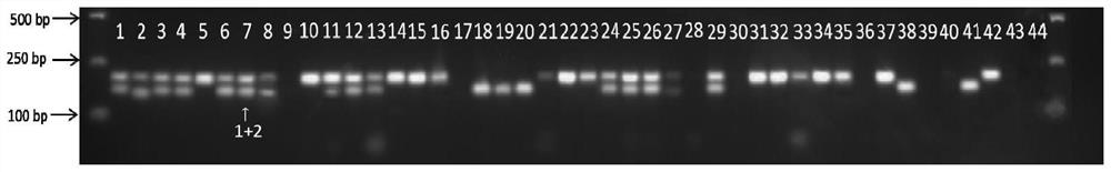 InDel label fingerprint spectrum of Lentinula edodes (Berk.) Pegler Guangxiang bacterial strain, and construction method of InDel label fingerprint spectrum