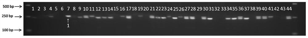 InDel label fingerprint spectrum of Lentinula edodes (Berk.) Pegler Guangxiang bacterial strain, and construction method of InDel label fingerprint spectrum