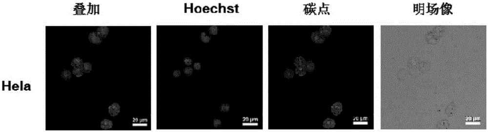 Application of fluorescent carbon dots in living cell nucleolus imaging or RNA labeling or display