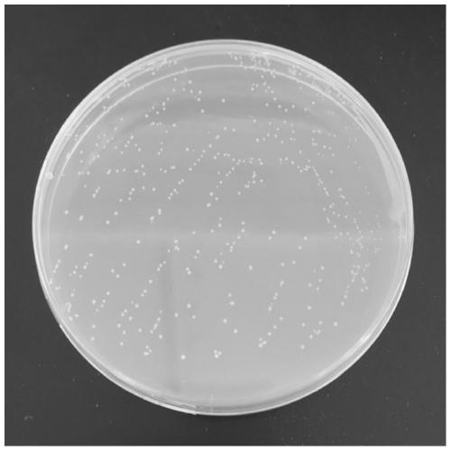 A strain of Lactococcus lactis with high yield of 6-phospho-β-galactosidase and its application