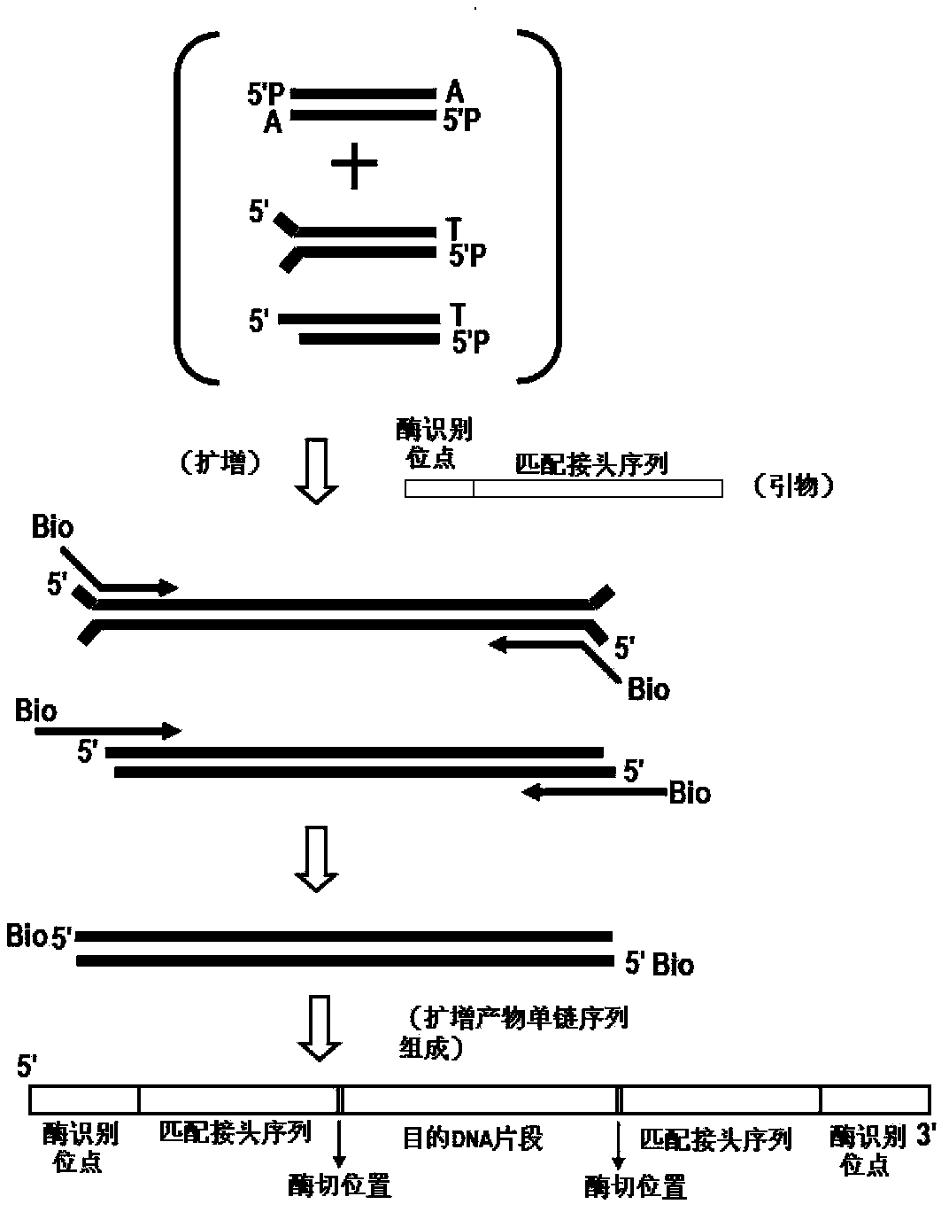 High-throughput sequencing method for methylated DNA and use thereof
