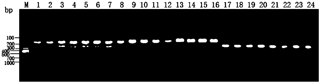 A primer, kit and identification method for identifying red sea bream, black sea bream and their hybrid offspring