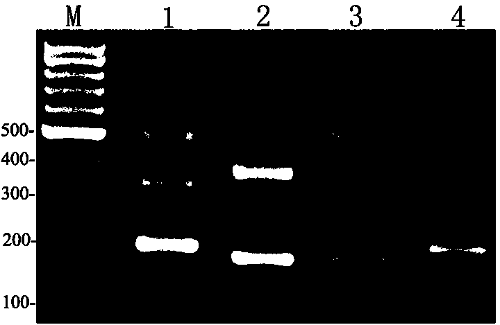 Specific primer sequence capable of being applied in method for identifying different fish, and DNA (Deoxyribose Nucleic Acid) molecular marker method for identifying different fish