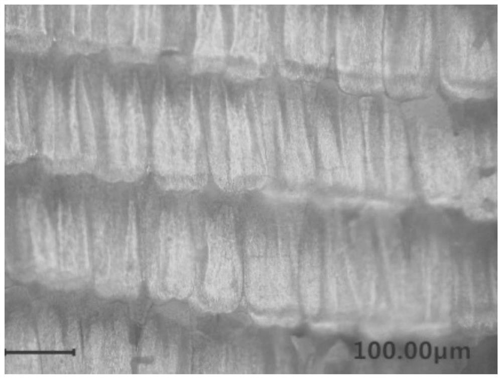 Method for preparing butterfly wing/colloidal crystal microsphere composite structure color film by vertical deposition method