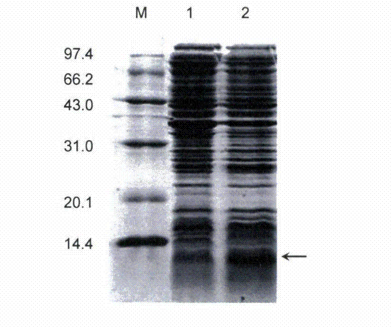 Method for efficient soluble expression of recombinant human interleukin-15