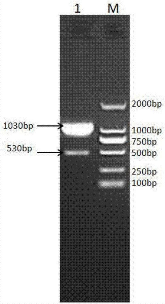 Recombinant bovine long-term interferon alpha and fusion protein for preparing long-term interferon and its preparation method